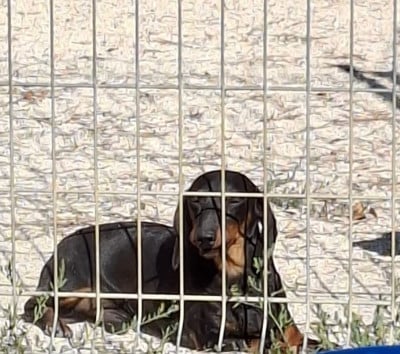 Étalon Teckel poil ras - Vasco (Sans Affixe)