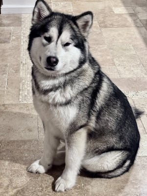 Souvenir Of Sitka's Val