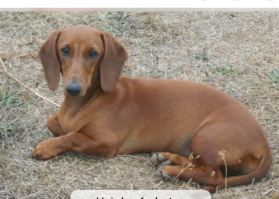 Étalon Teckel poil ras - Vanina du royaume de mosca Titre Initial