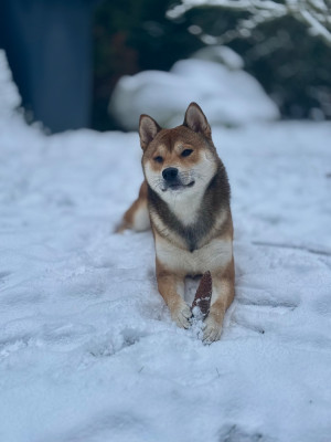 Étalon Shiba - Vogue du domaine de l'ouette