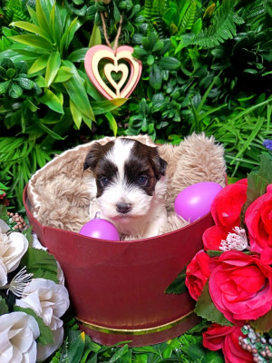 Étalon Bichon Havanais - Ankh Of Destiny Belova