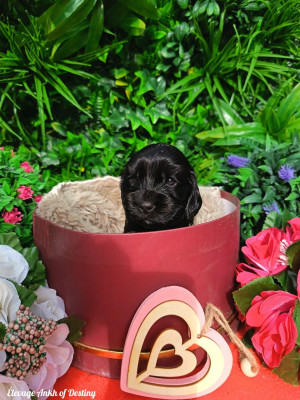 Étalon Cocker Spaniel Anglais - Ankh Of Destiny Black Widow