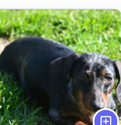 Étalon Teckel poil ras - Vegan du clos des bords de mer Titre Initial