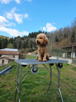 Étalon Caniche - Uzana du Moulin de la Terrasse