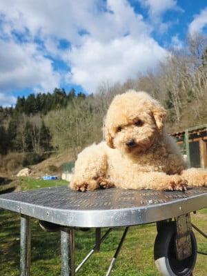 Étalon Caniche - Uzana du Moulin de la Terrasse