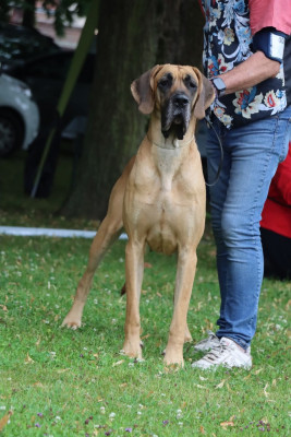 Étalon Dogue allemand - CH. Titania du Garronoux