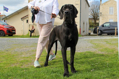 Étalon Dogue allemand - Velours Noir Des Géants Du Paradis D'hava