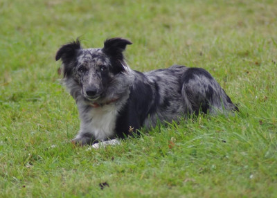 Étalon Border Collie - Tali Des Réneries