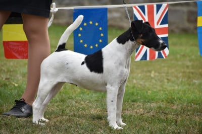 Étalon Fox Terrier Poil lisse - CH. Belfox ulstar
