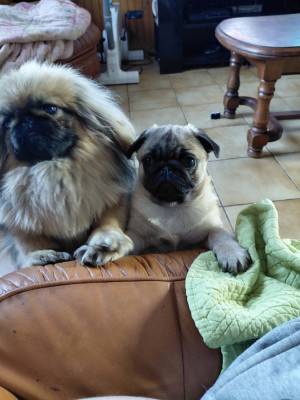 Étalon Carlin - Aristot des joyeux cotillons