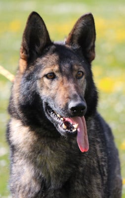 Étalon Berger Allemand - Vice Des Crocs De Heurtevent