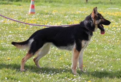 Étalon Berger Allemand - Vahiné Des Crocs De Heurtevent