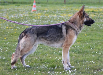 Étalon Berger Allemand - Tempête du clos de la boucame
