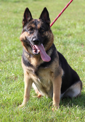 Étalon Berger Allemand - Tamara Des Crocs De Heurtevent