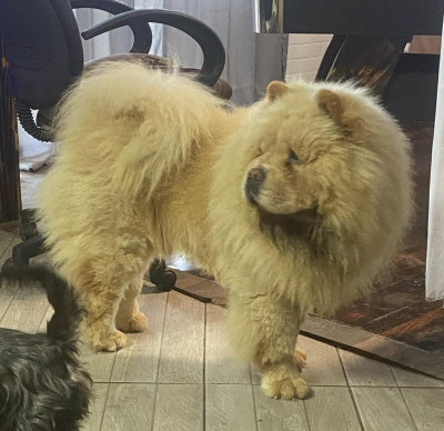 Étalon Chow Chow - TAI KO Des Légendes Des Ours