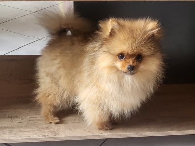 Étalon Spitz allemand - Du Chêne Brisé Arley Queen