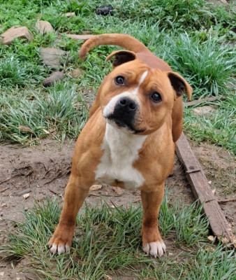 Étalon Staffordshire Bull Terrier - Vera earthquake queen Du Royaume D'Alyah