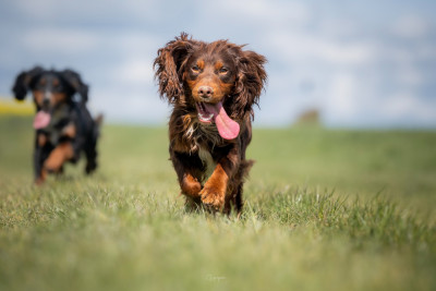 Étalon Cocker Spaniel Anglais - Aston Des Feux de l'Espoir