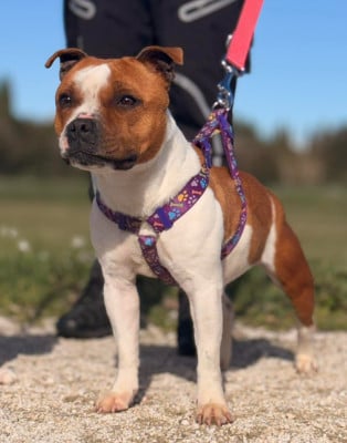 Étalon Staffordshire Bull Terrier - Vida loca Du Royaume D'Alyah