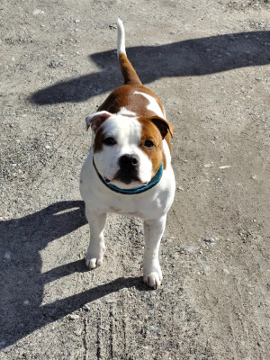 Étalon Staffordshire Bull Terrier - Aïko Du Royaume D'Alyah