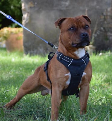 Étalon Staffordshire Bull Terrier - Vasko Du Royaume D'Alyah