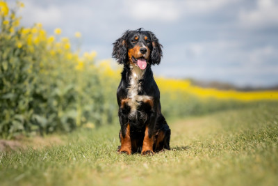 Étalon Cocker Spaniel Anglais - Sorria Fearless dit Arrow
