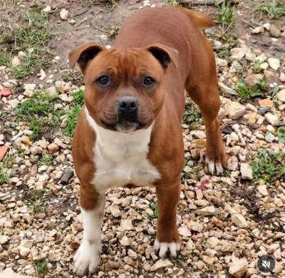 Étalon Staffordshire Bull Terrier - Ambre Du Royaume D'Alyah