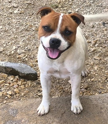 Étalon Staffordshire Bull Terrier - Véritable beauté Du Royaume D'Alyah