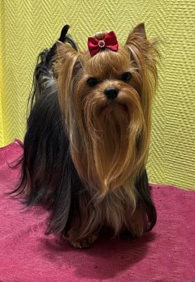 Étalon Yorkshire Terrier - Ugo Du Domaine D'elly