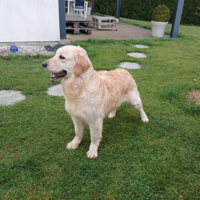 Étalon Golden Retriever - Vicky Du Royaume D'hocus Pocus