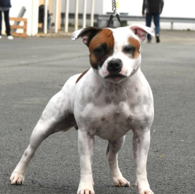 Étalon Staffordshire Bull Terrier - Staffanatic's Ultra Violence