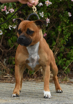 Étalon Staffordshire Bull Terrier - Staffanatic's Shit Appens