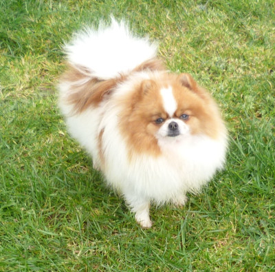 Étalon Spitz allemand - Des Petits Ecureuils VENISE MAC FLY