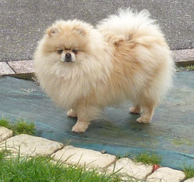 Étalon Spitz allemand - Des Petits Ecureuils VAINA