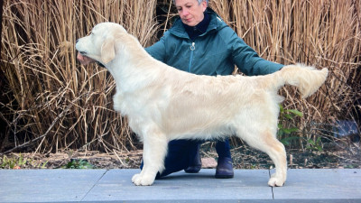Étalon Golden Retriever - goldzone Ready For Ovation