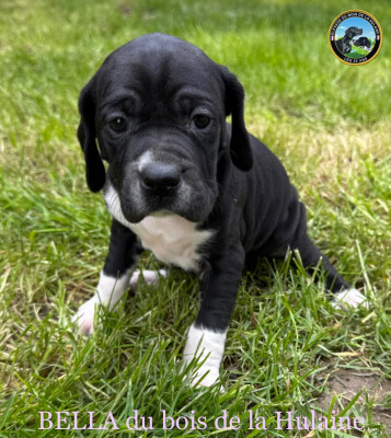 Étalon Pointer - BELLE du bois de la Hulaine