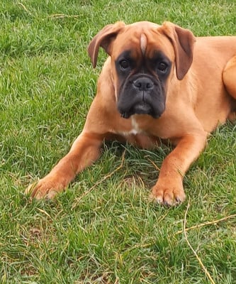 Étalon Boxer - A'ZOE Du clos sara