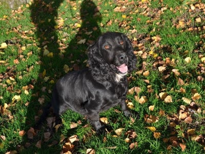 Étalon Cocker Spaniel Anglais - Rhuby of Glharama