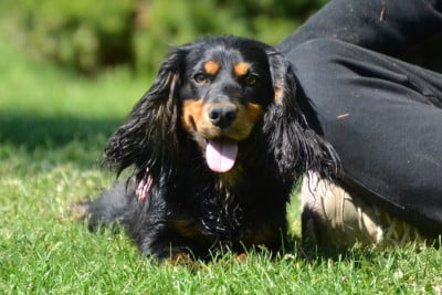 Étalon Cocker Spaniel Anglais - Action Van't Ravenland