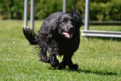 Étalon Cocker Spaniel Anglais - Anis Van't Ravenland