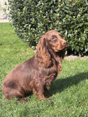 Étalon Cocker Spaniel Anglais - Ariane Van't Ravenland