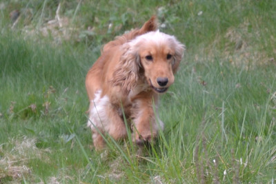 Étalon Cocker Spaniel Anglais - Buzz Van't Ravenland