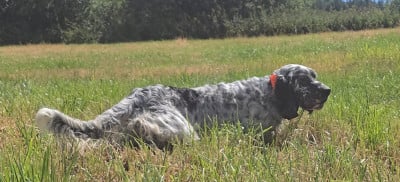 Étalon Setter Anglais - Udson du mas des Vernets