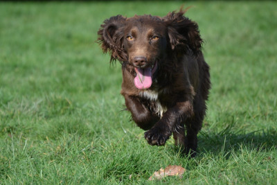 Étalon Cocker Spaniel Anglais - April Des Feux de l'Espoir