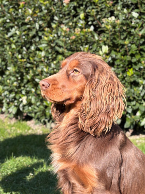 Étalon Cocker Spaniel Anglais - Aston Van't Ravenland