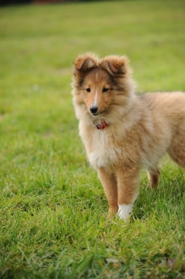 Étalon Shetland Sheepdog - Aelluwynn ar Poupinell dites Lulu De La Forêt Des Celtes
