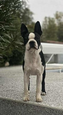 Étalon Boston Terrier - Al Capone Du Royaume De Perla