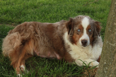 Open your heart Du clos des duchesses