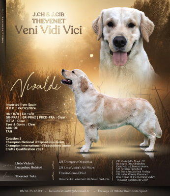 Étalon Golden Retriever - CH. Thevenet Veni vidi vici (Sans Affixe)