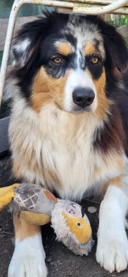 Étalon Berger Australien - ANGEL La Colline Des Compagnons